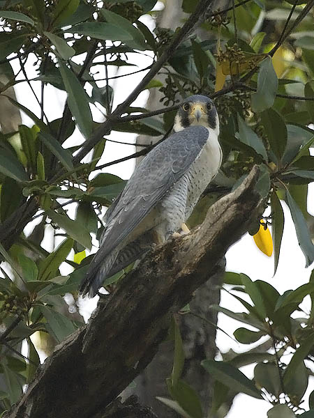 Muuttohaukka, Peregrine, Falco peregrinus